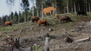 Rinder und Nashorn