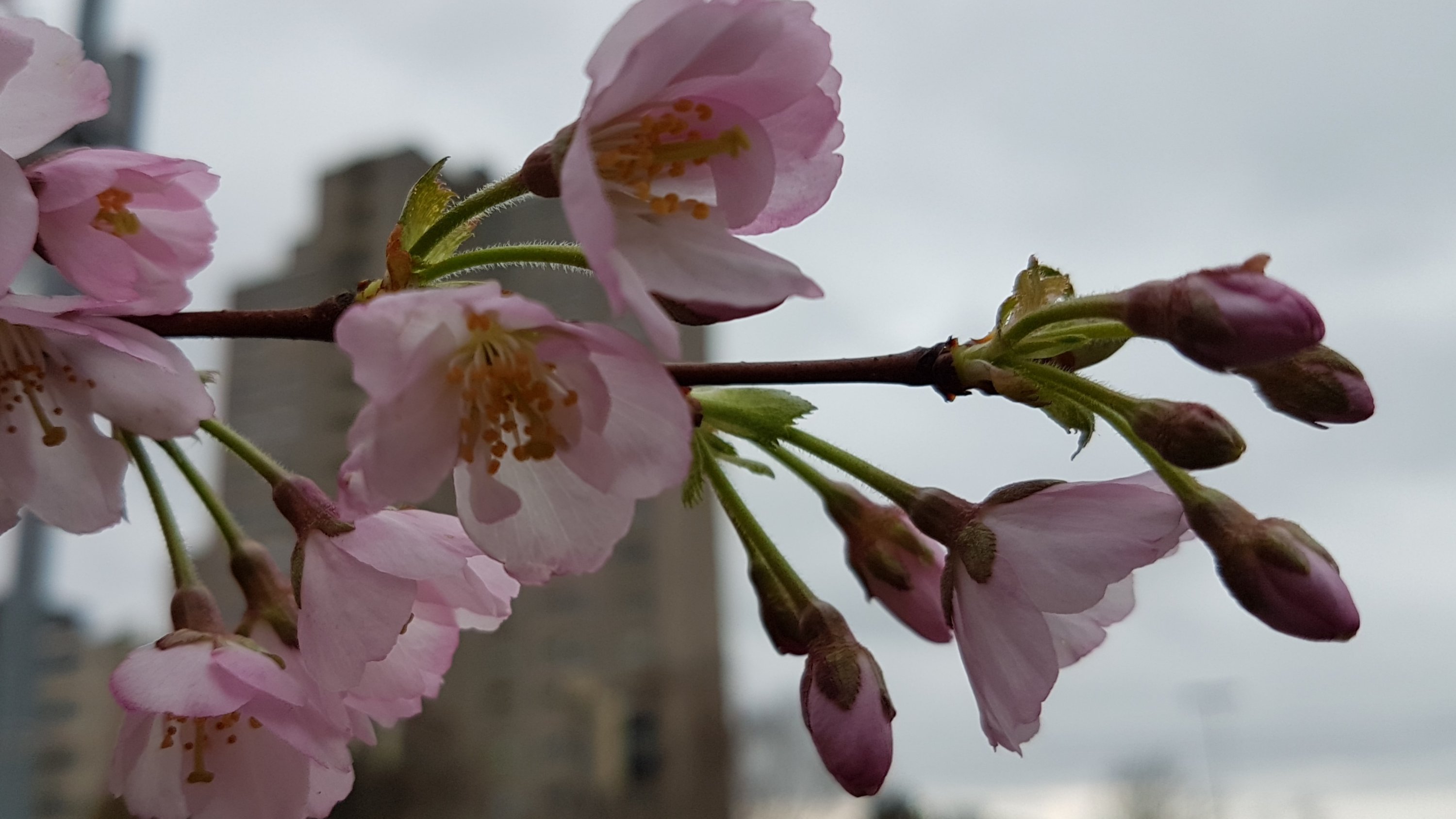 POTD 26.03.19