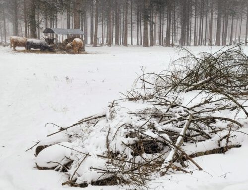 Schnee in der Wistinghauser Senne